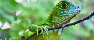 Exotic pets which are cheap to own