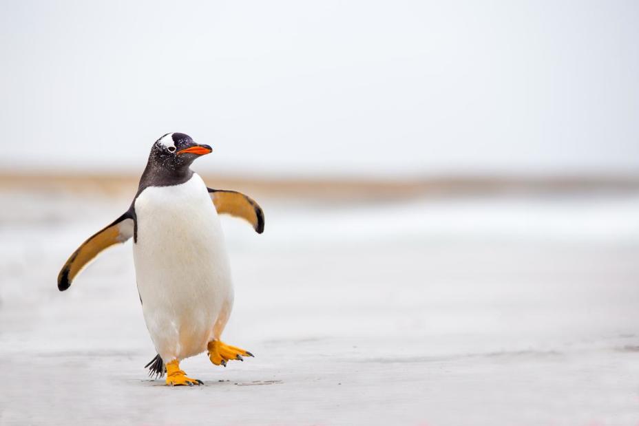 penguin