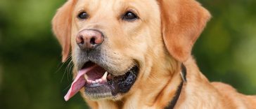 Top 5 Family-Friendly Dog Breeds to consider as Pet