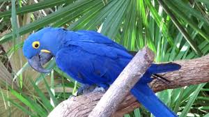 Hyacinth Macaw