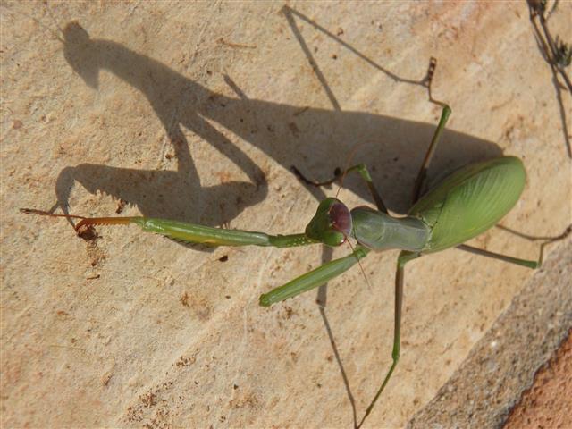 Praying mantis