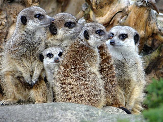 Meerkats