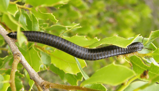 Millipede