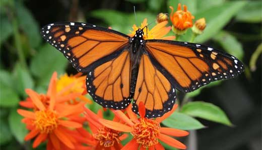 Monarch Butterfly