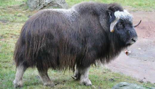 Musk Ox