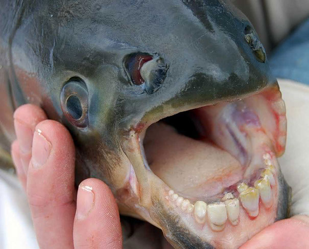 Pacu Fish