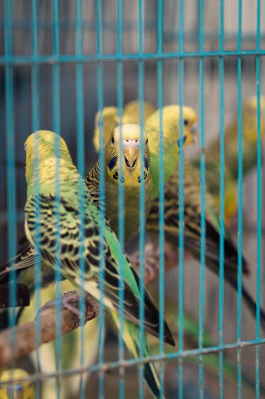 Budgerigar