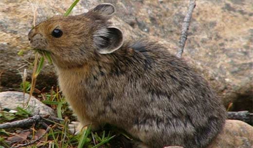 American Pika