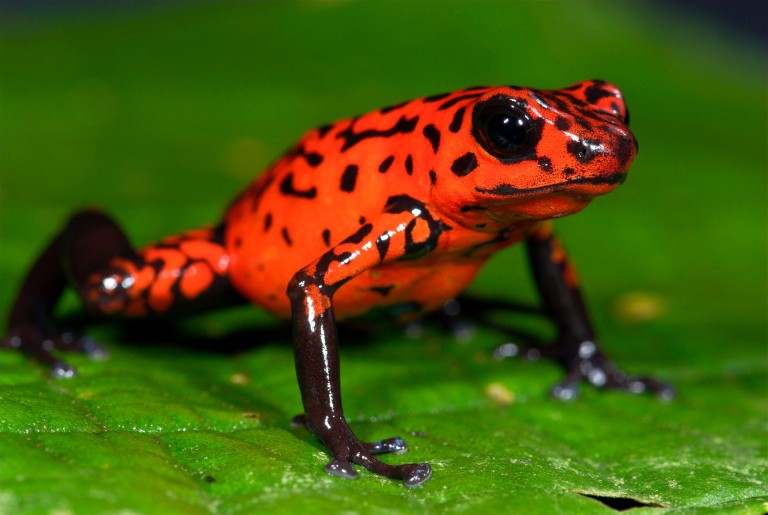 Poison Dart Frog