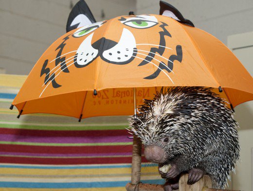 Prehensile talked Porcupine