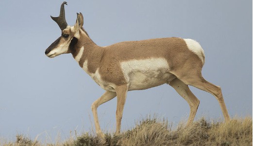 Pronghorn Antelope