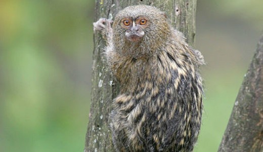 Pygmy Marmoset