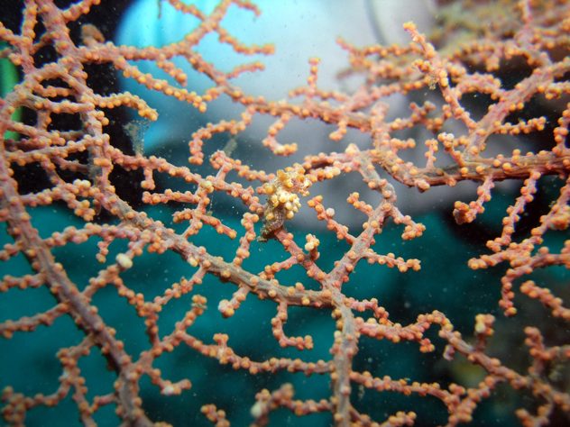 Pygmy Seahorse