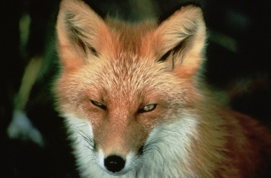 Red Fox