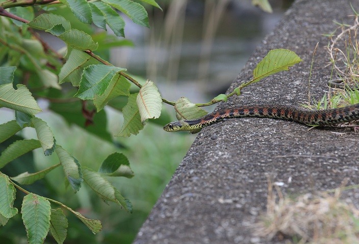 Red Garter snakes
