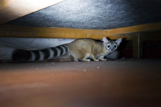 Ring Tailed Cat