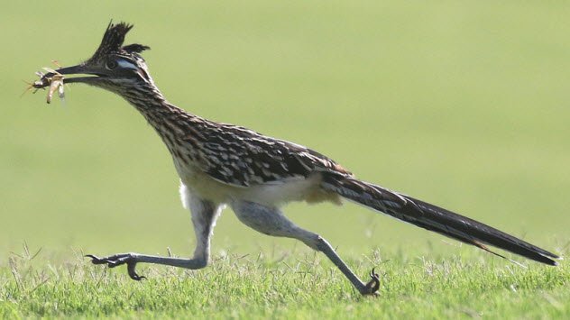 Roadrunner