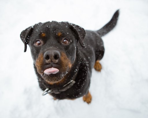 Rottweiler