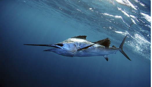 Sail Fish