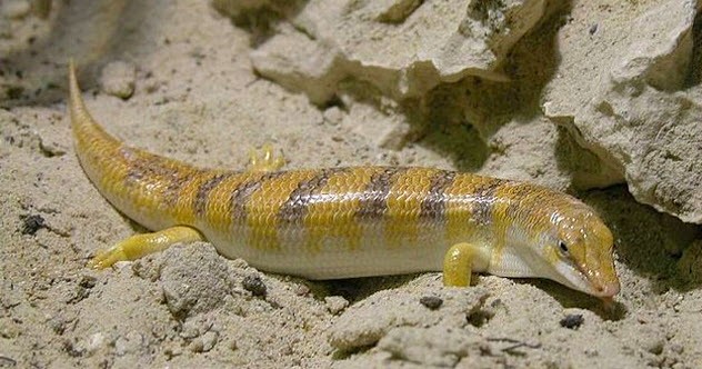 Sandfish