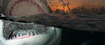 Facts that will change your view about sharks