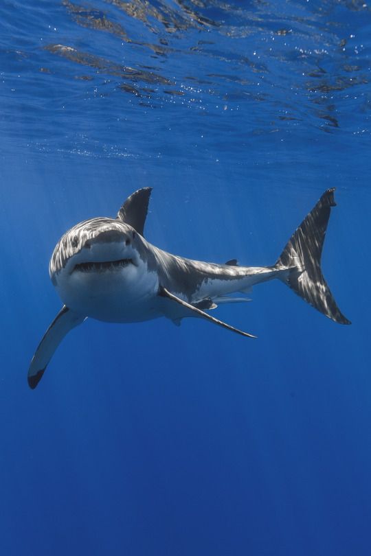 Sharks do stop swimming