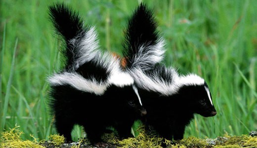 Skunk