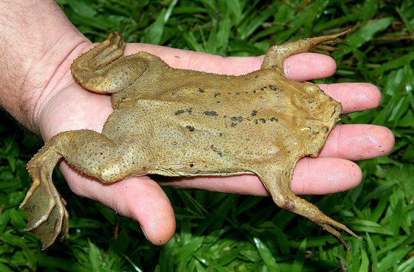 Surinam Toad