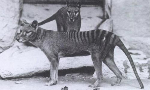 Tasmanian tiger