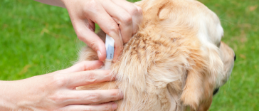 Best ways to fight fleas off of your pet