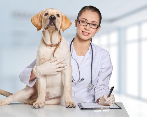 veterinary treatments