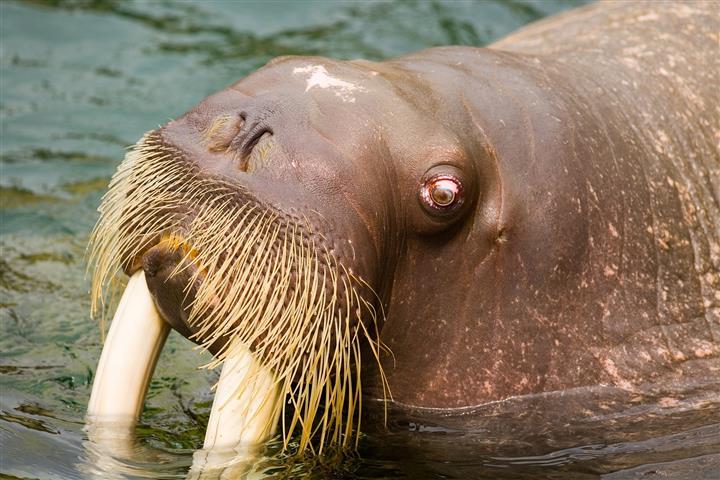 Walrus