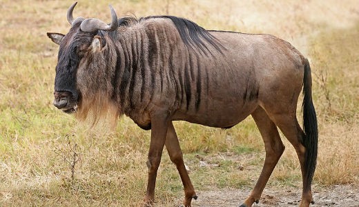 Blue Wildebeest