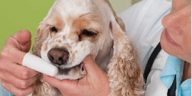 Pet Health Problems You Can Prevent