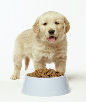 Pet Food