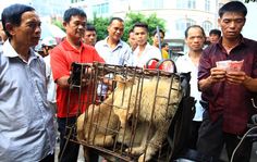 Chinese Dog eating Festival starts in 5 weeks