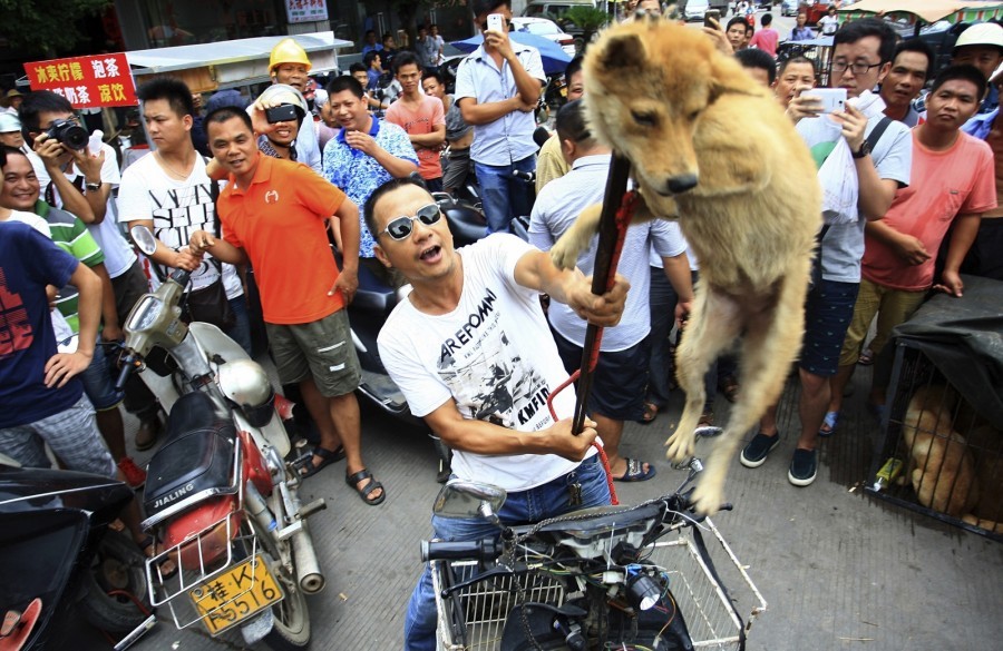 Chinese Dog eating Festival starts in 5 weeks Love Your Pet Pets