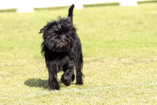 Affenpinscher