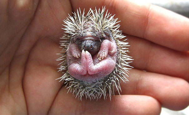 Baby Hedgehogs