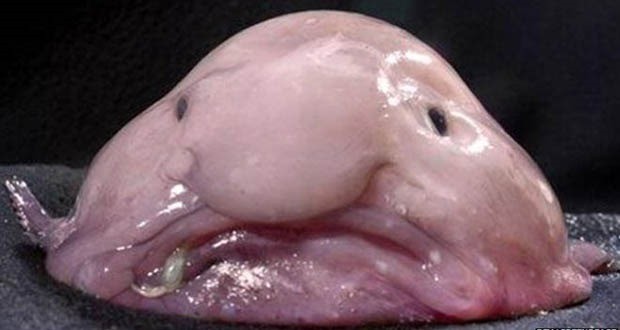Blobfish