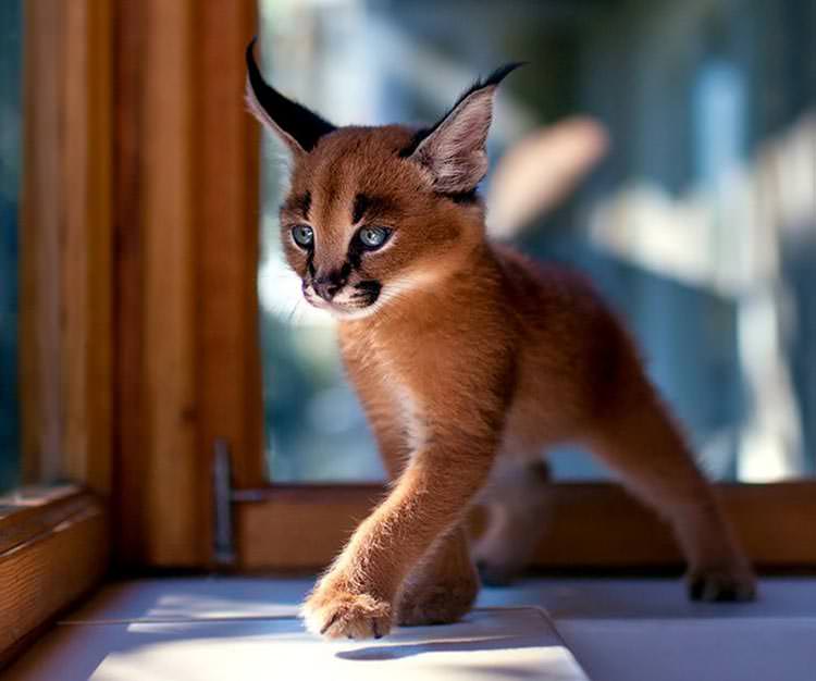 Caracal Kitten