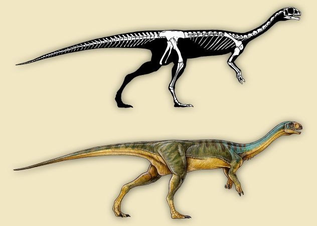 Chilesaurus Diegosuarez