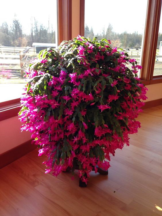 Christmas Cactus