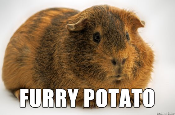 Furry potatoe