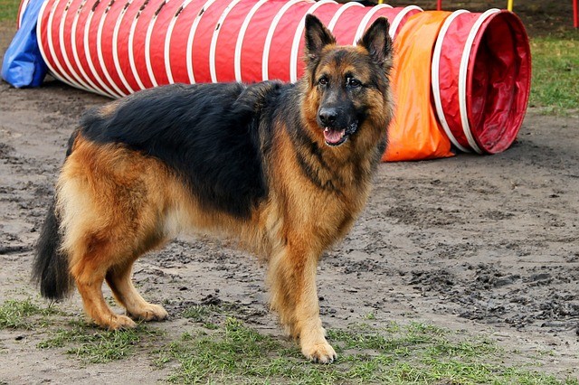 German shepherd
