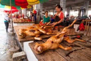 Chinese Dog eating Festival starts in 5 weeks
