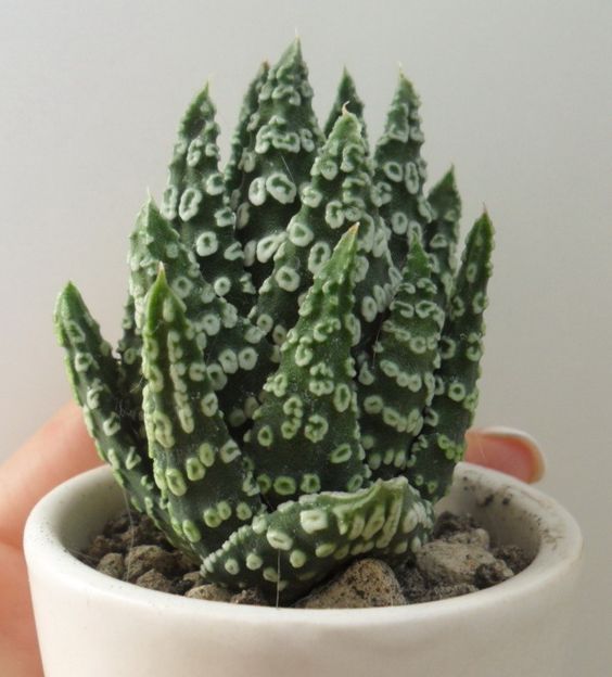 Haworthia