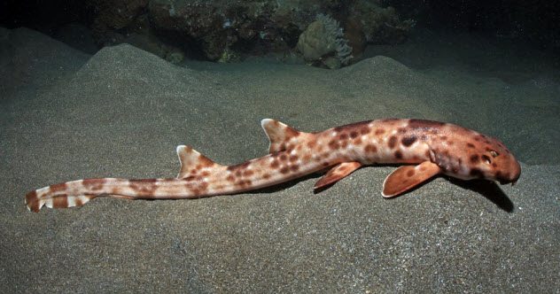 Hemiscyllium Halmahera