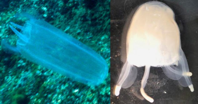 Keesingia Gigas and Malo Bella