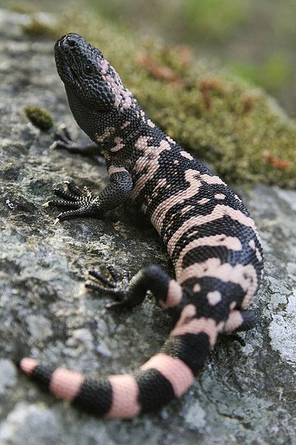 Mexican Beaded Lizard